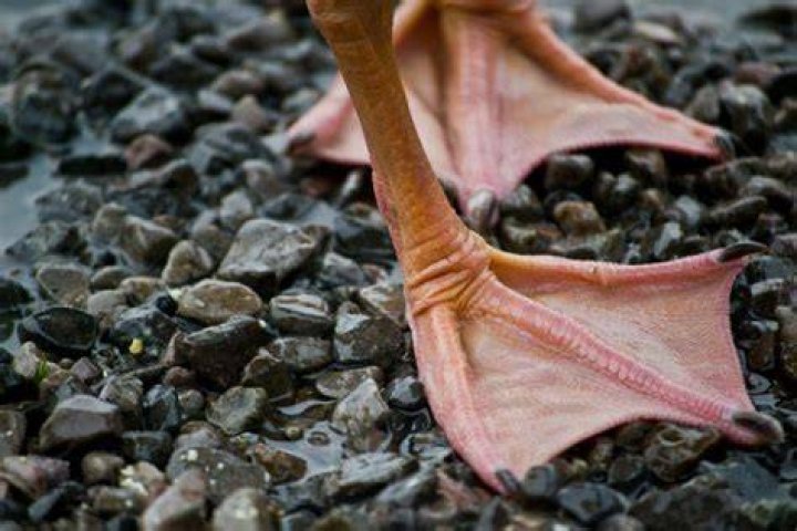 A Dive Into Ashanti Feet: Everything You Need to Know &ndash; The Complete Guide