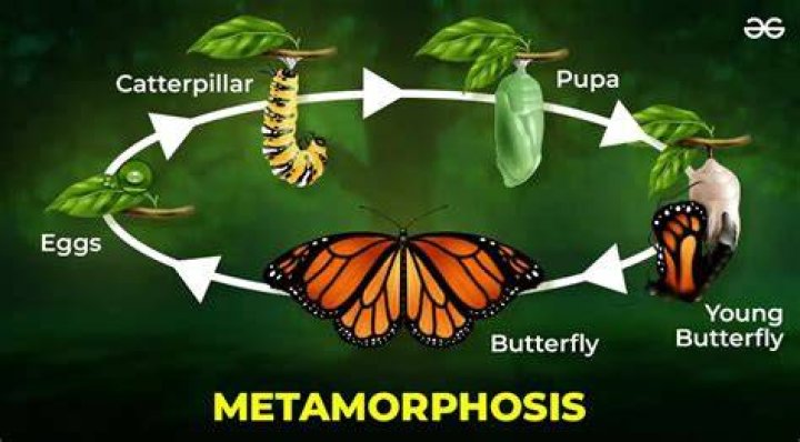 Discovering the First Insect: A Journey Through Time and Evolution