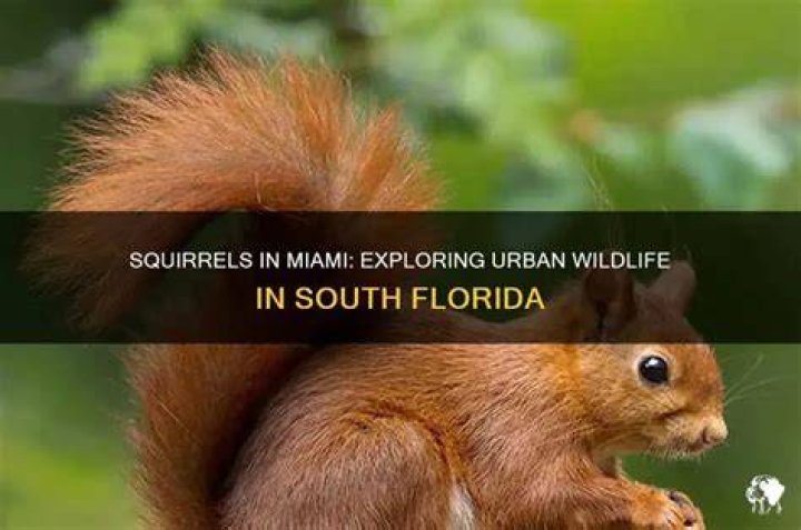 Miami Wildlife: Exploring the Fascinating Biodiversity of South Florida