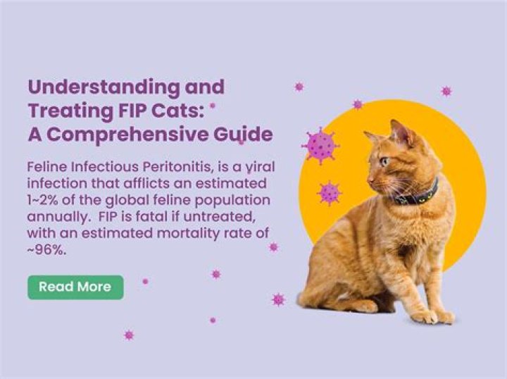 Understanding FIP FIK: A Comprehensive Guide